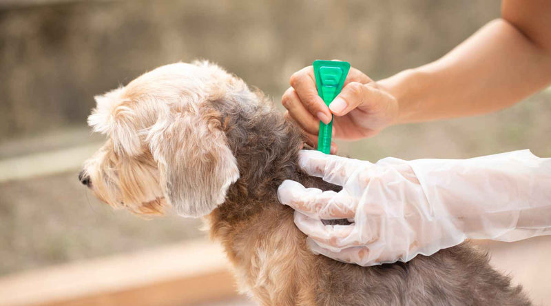 A Comprehensive Guide to Anti-Tick and Flea Solutions