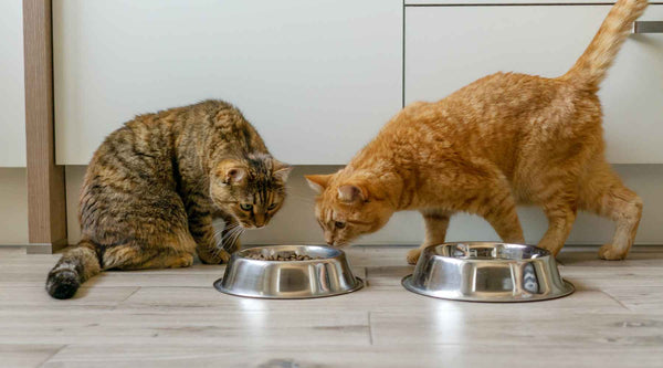 Cat Not Eating? Causes & Solutions for Fussy Eaters