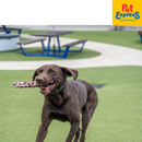 EzyDog Beaver Tail (Tug) Dog Toy Small