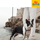 EzyDog Luca Lite Rope Dog Leash Orange