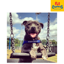 EzyDog Quickfit Dog Harness Extra Small Red