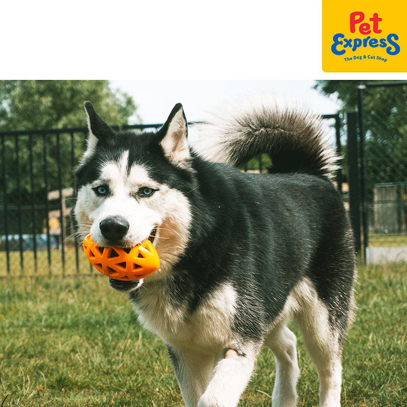 [FOR PRE-ORDER] Bite Me Crack Me Up - Rugby Pull Dog Toy Small Orange