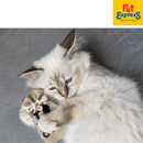 I Love Happy Cats Pouch - Refillable