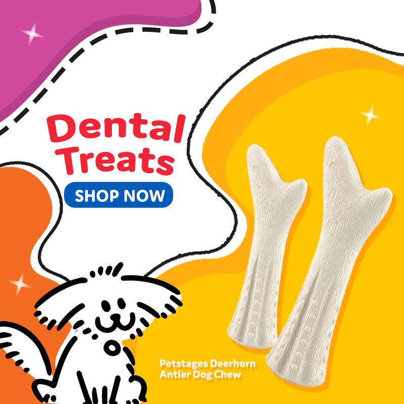 Pet express on sale dog tag
