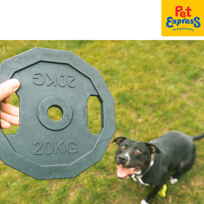 [FOR PRE-ORDER] Bite Me For the Gainz - Barbell Dog Toy Black