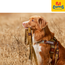 EzyDog Vario 4 STD Dog Harness Corduroy