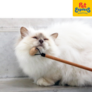 I Love Happy Cats Lou - Socializer Wood