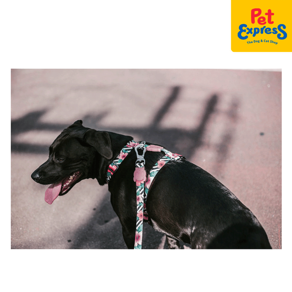 Zee dog mahalo harness sales