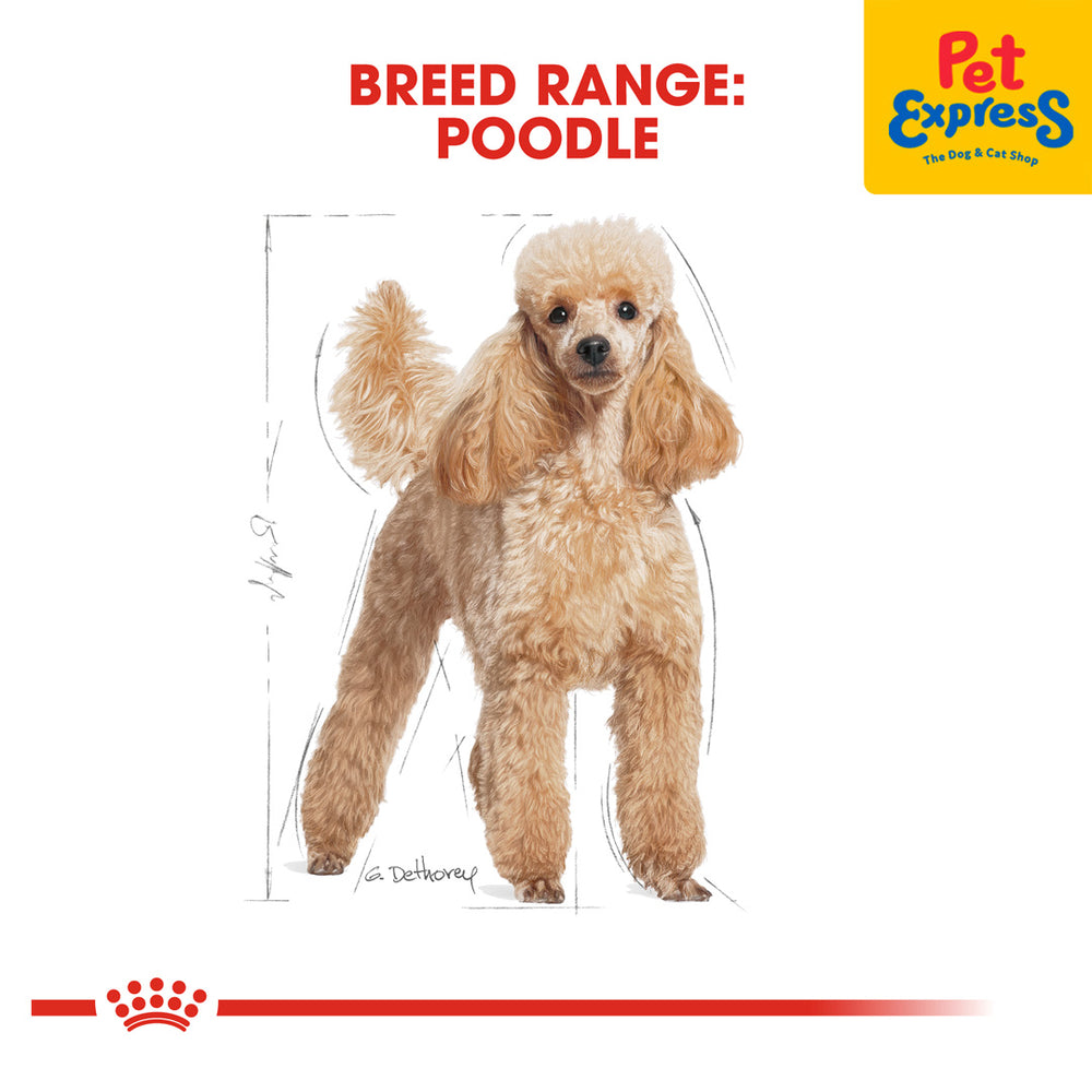 Standard Poodle Price Shop Poodle In Bangalore Poodle Price Range