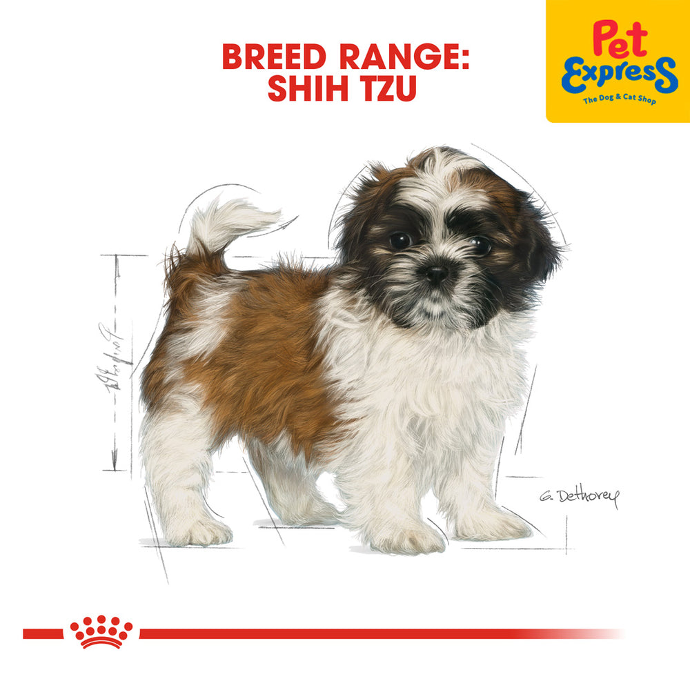 Kolkata Buy A Shih Tzu Puppy Adoption Lhasa Lhasa Dog Lhasa Puppy