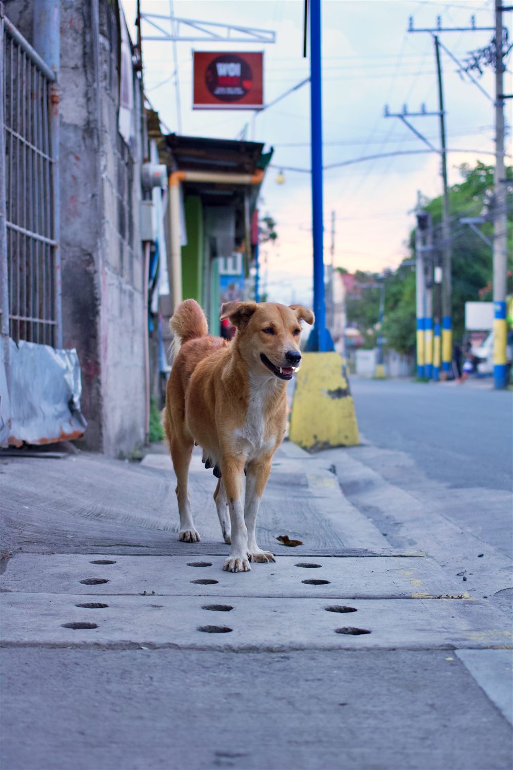 Aspin