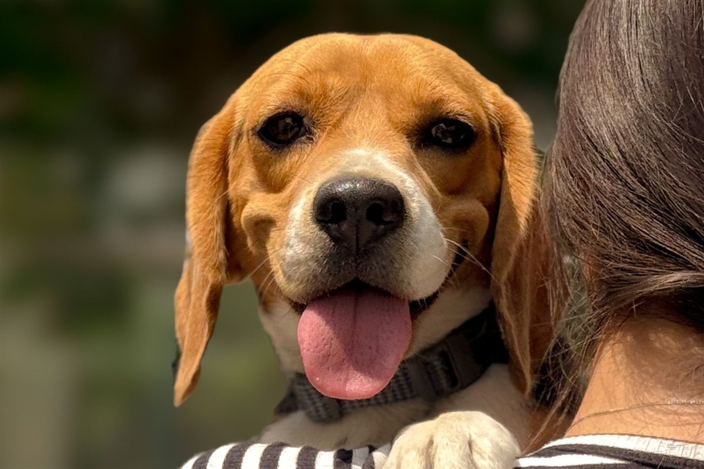 Beagle dog