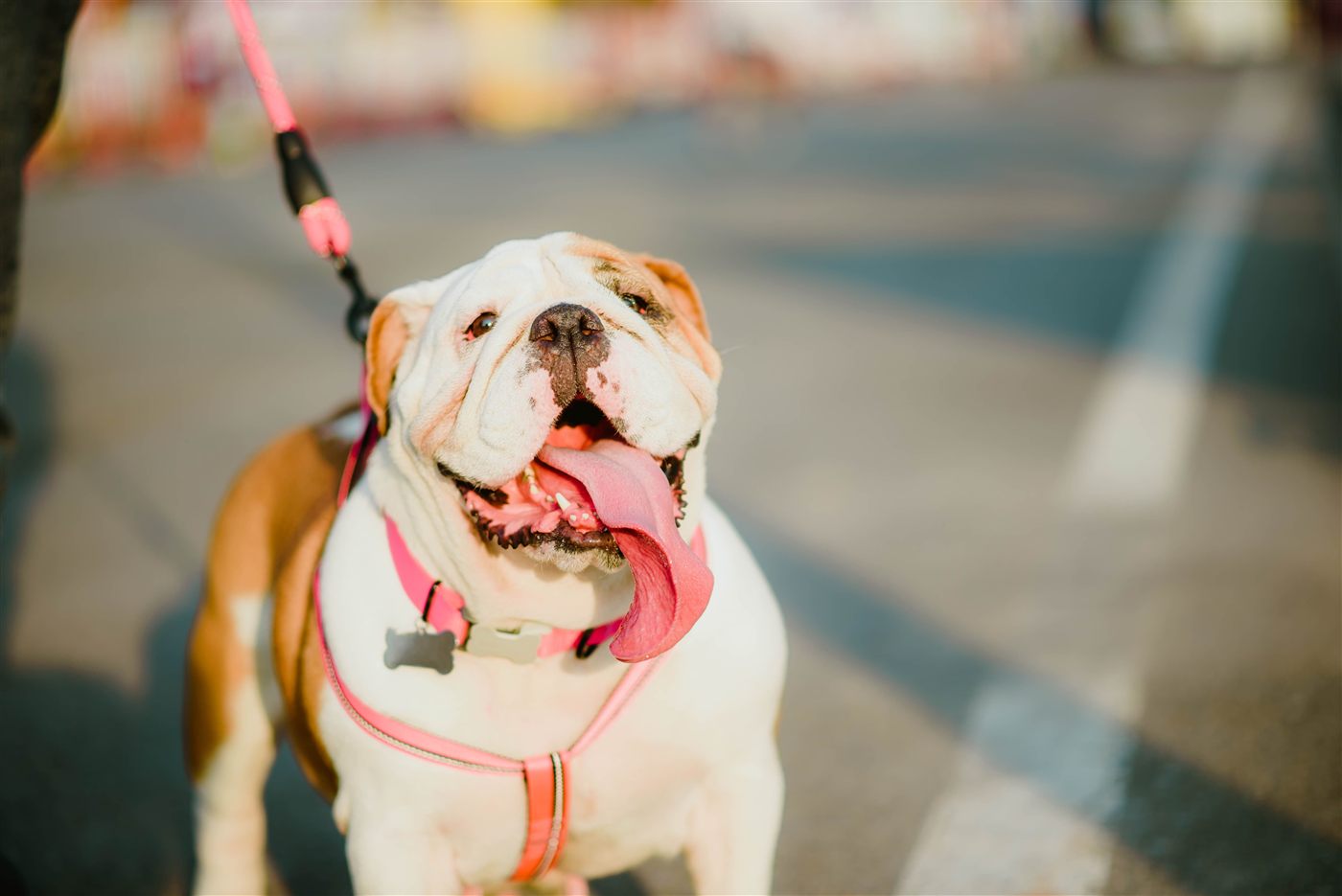A healthy, well-cared-for Bulldog, the result of a consistent care routine