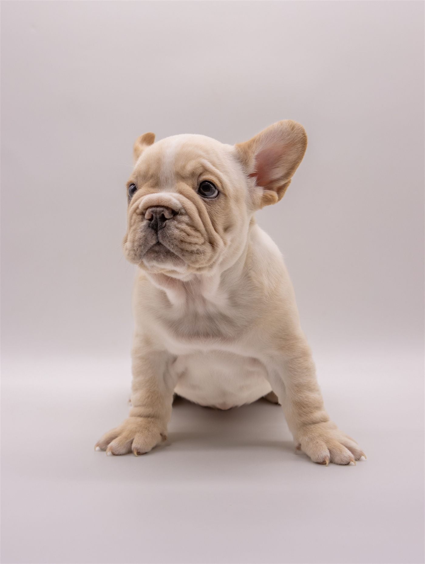 Bulldog dog