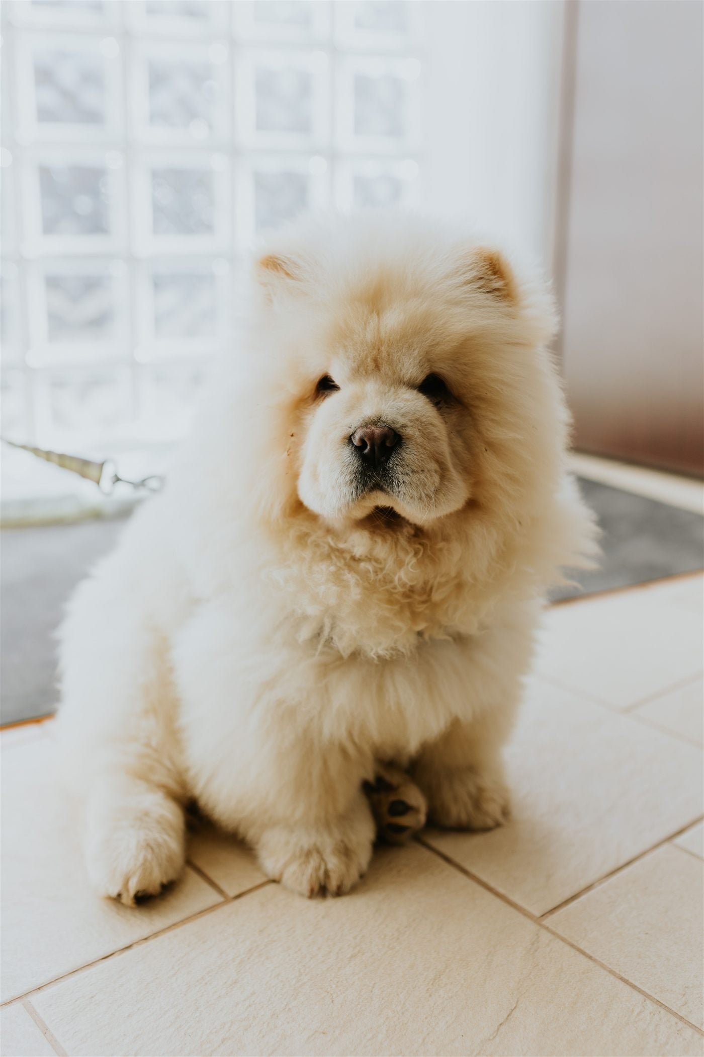 Chow Chow dog