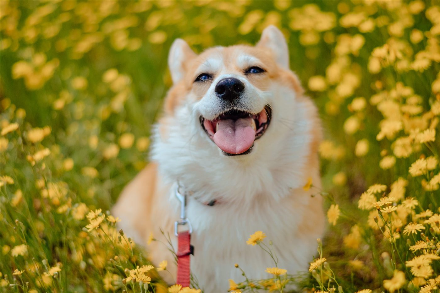 Corgi dog