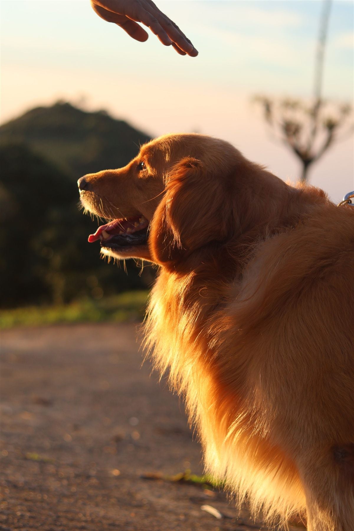 Golden Retriever dog