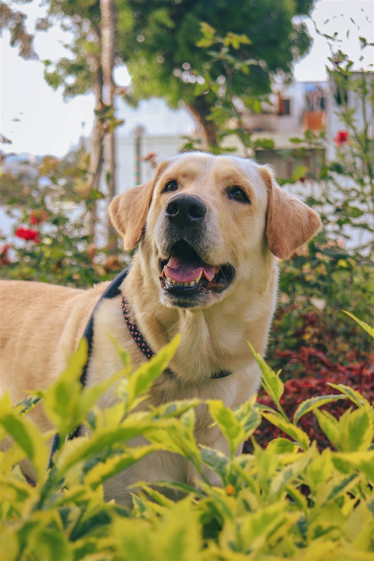 Labrador Retriever dog
