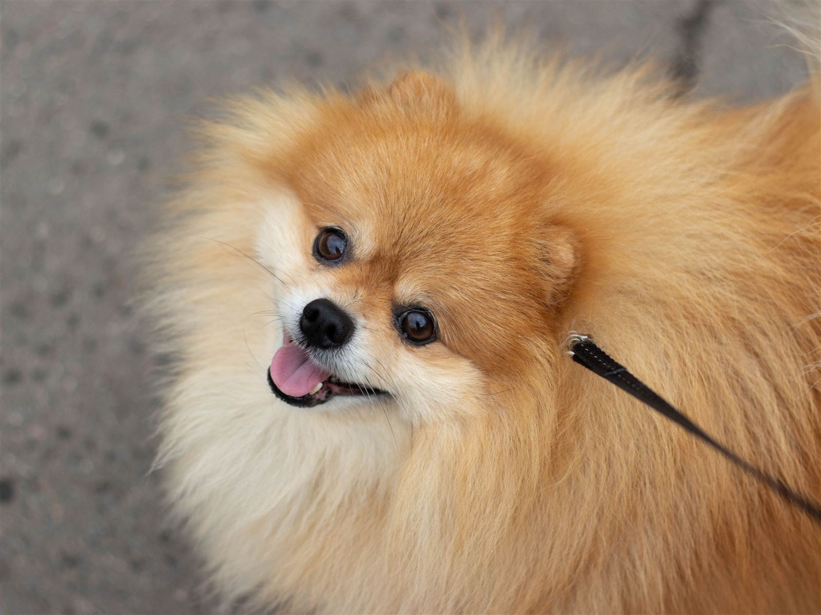 A healthy, well-groomed Pomeranian, the result of a consistent care routine