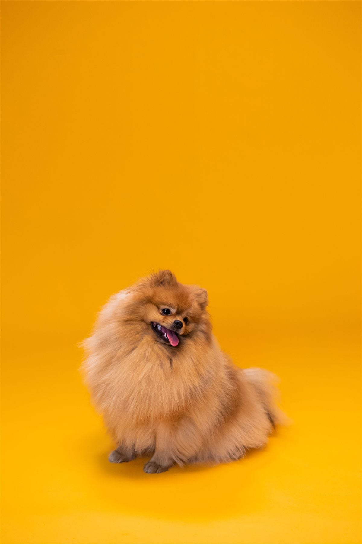 Pomeranian dog