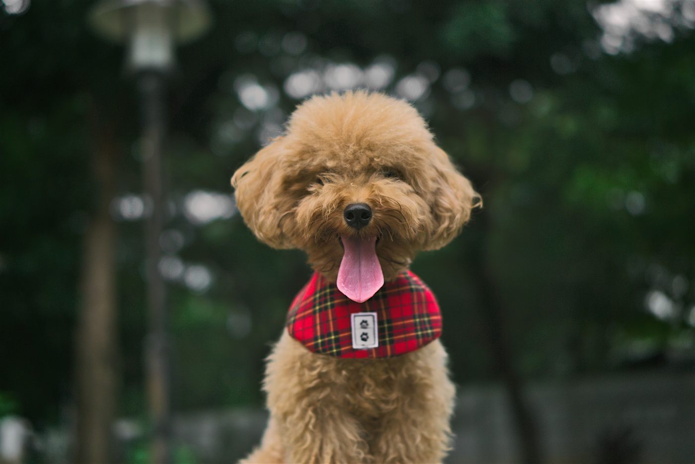 Poodle dog