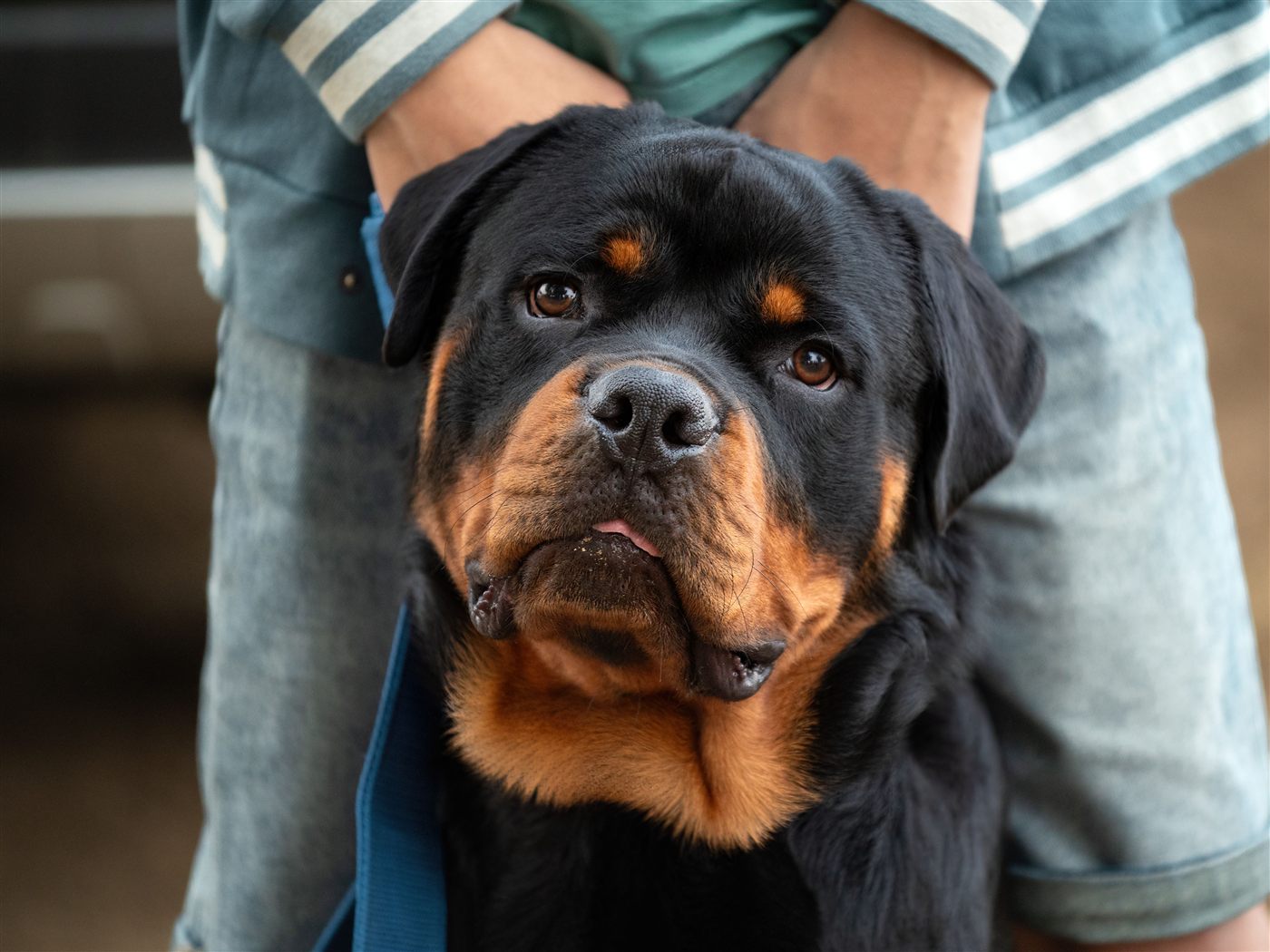 Rottweiler dog