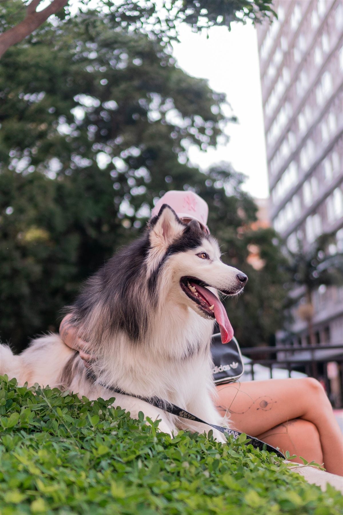 Siberian Husky dog